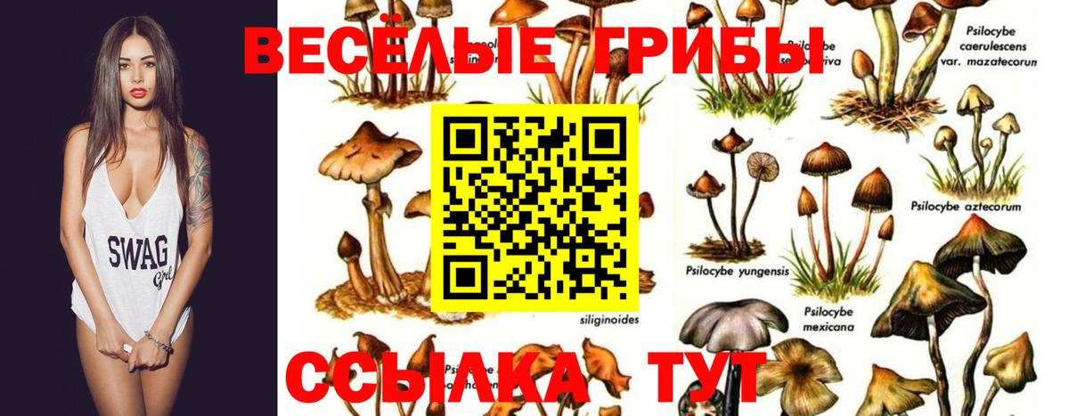 Галлюциногенные грибы GOLDEN TEACHER Апшеронск